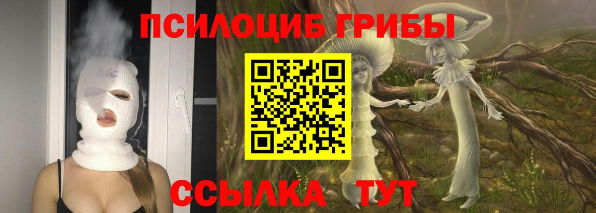 Псилоцибиновые грибы Psilocybe Сертолово